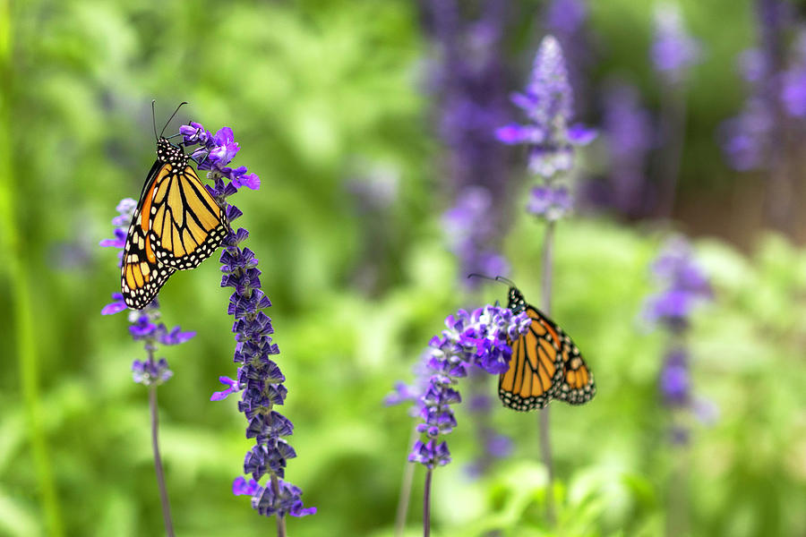 Monarchs on Blue Salvia Photograph by Patty Colabuono