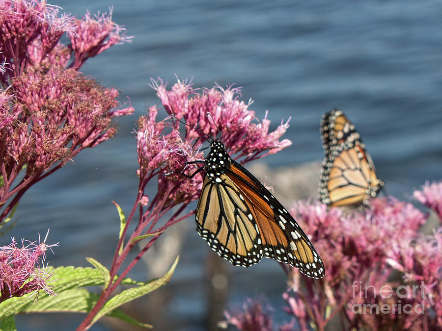 Monarchs on Joe Pye Weed Photograph by Barbara McMahon