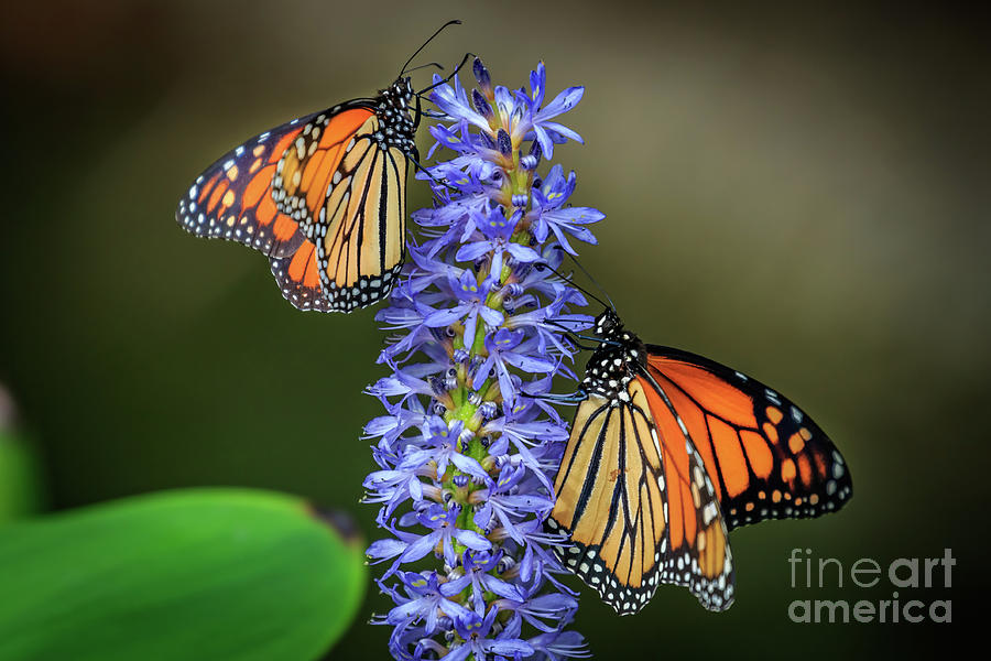 Monarchs on Purple Photograph by Richard Smith
