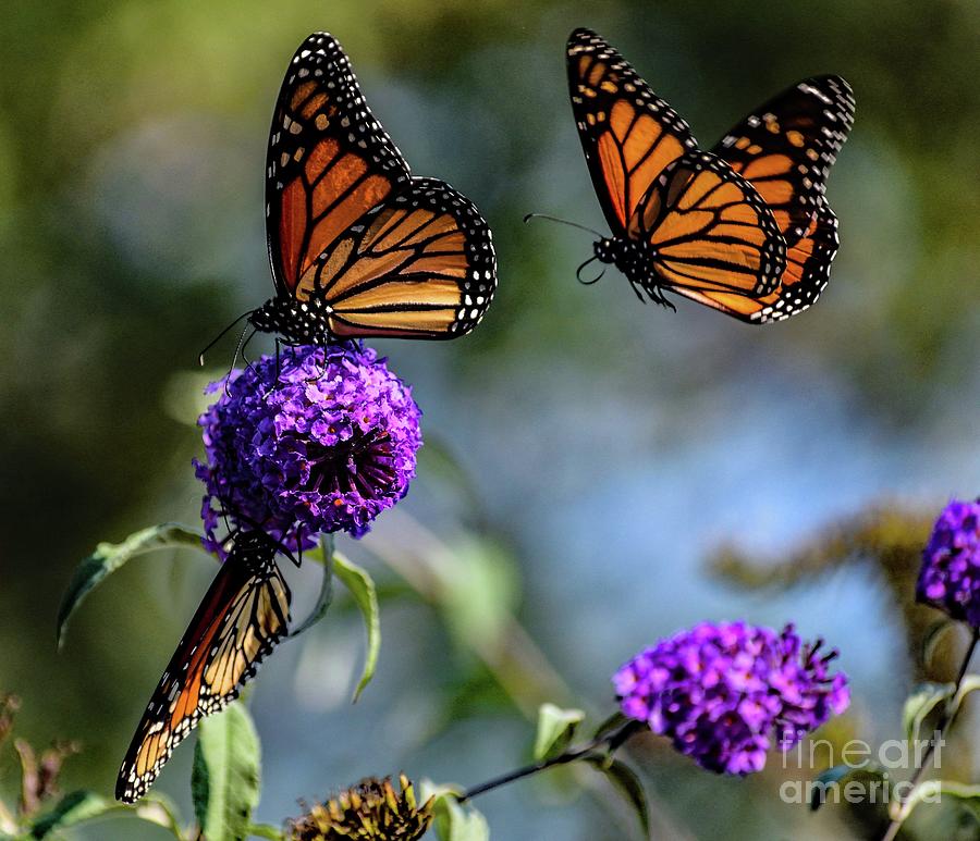 Monarchs Sharing Butterfly Bush Photograph