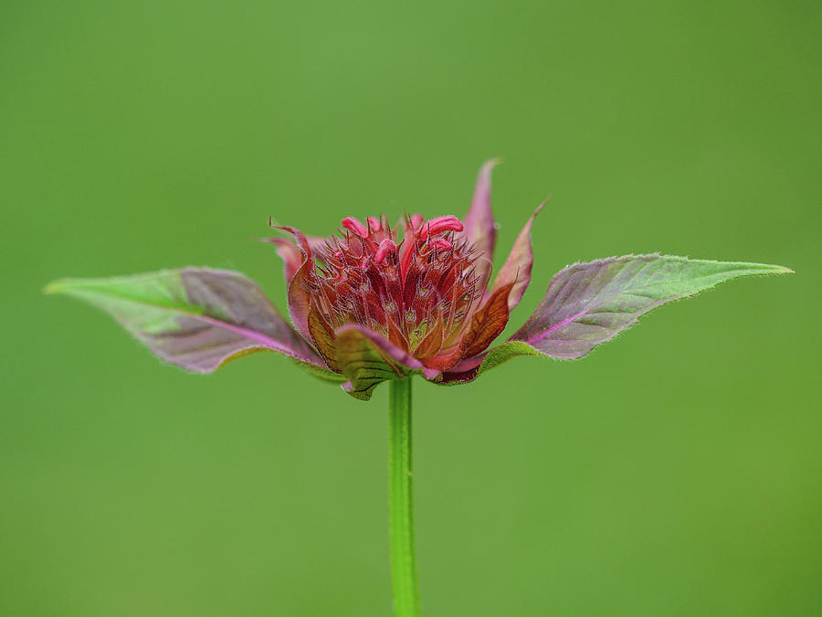 Monarda bloom just starting to develop. Photograph by Rob Huntley