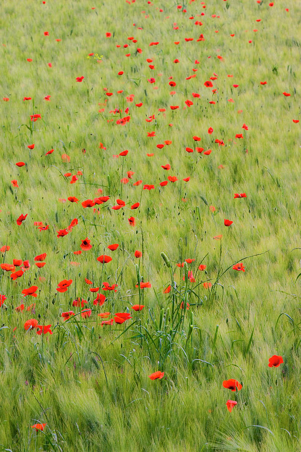 Monet Field of Poppies in Wheat Field Photograph by Eggers Photography