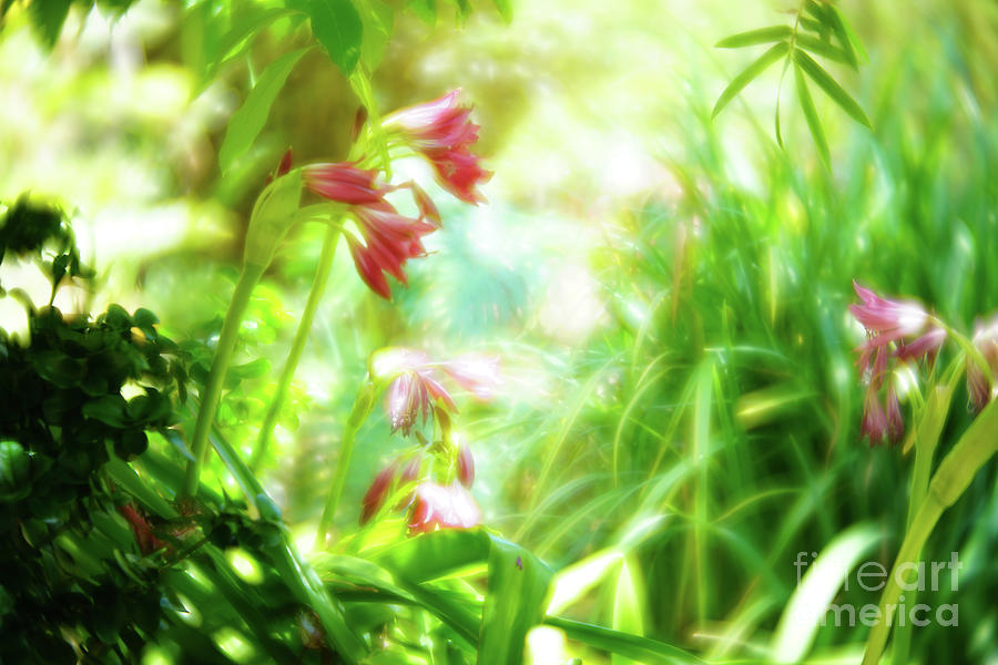 Monet Garden Photograph by Felix Lai