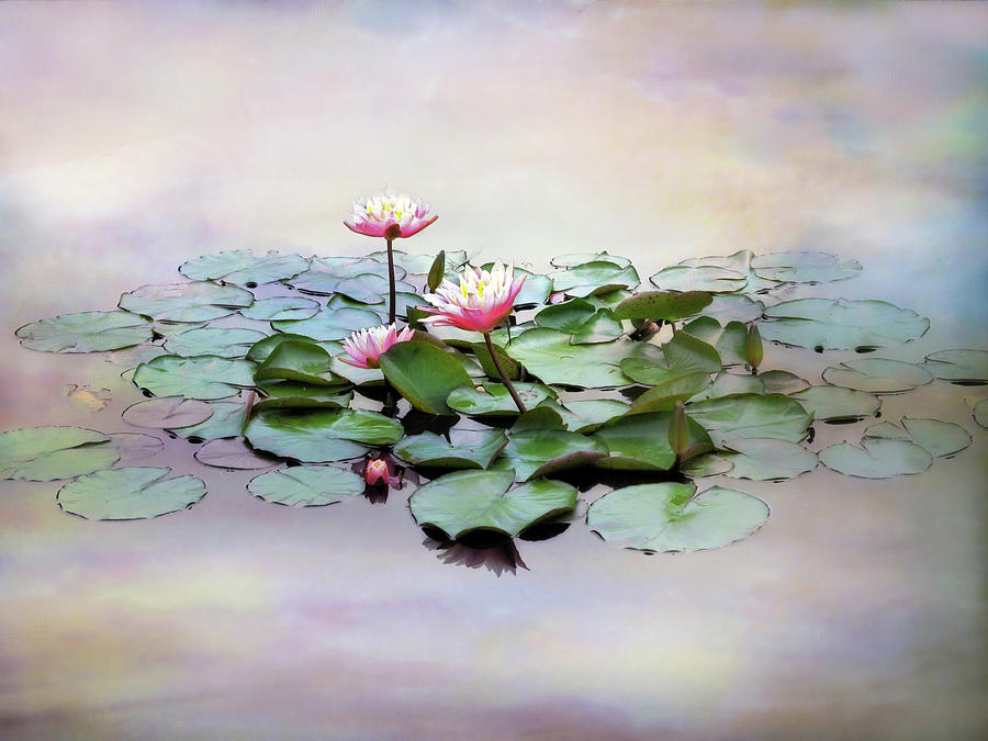 Flower Photograph - Monet Lilies  by Jessica Jenney