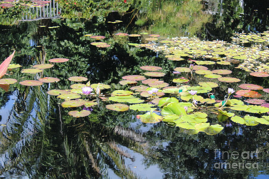 Monet Reflection Photograph by Dr Debra Stewart