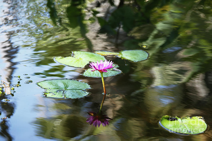 Monet Water Lily Photograph by Felix Lai