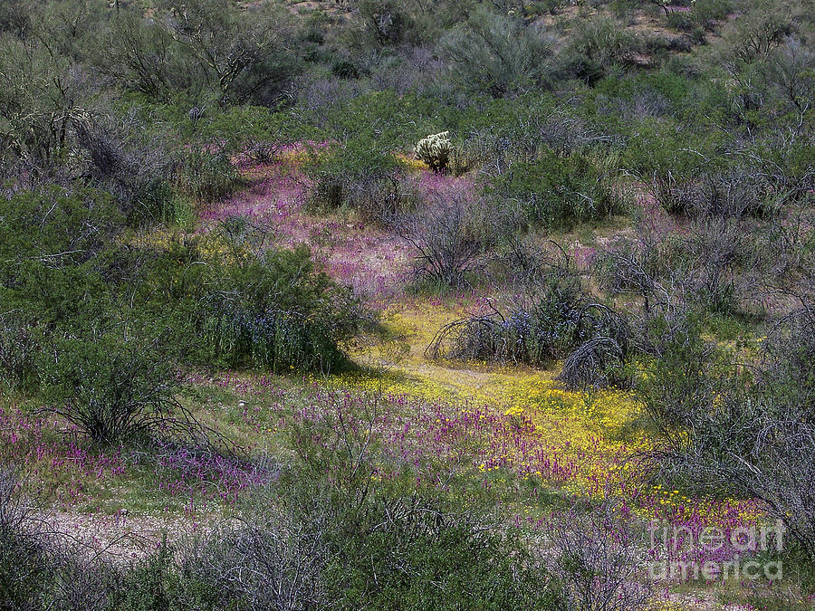Monets Desert Photograph by Kathy McClure