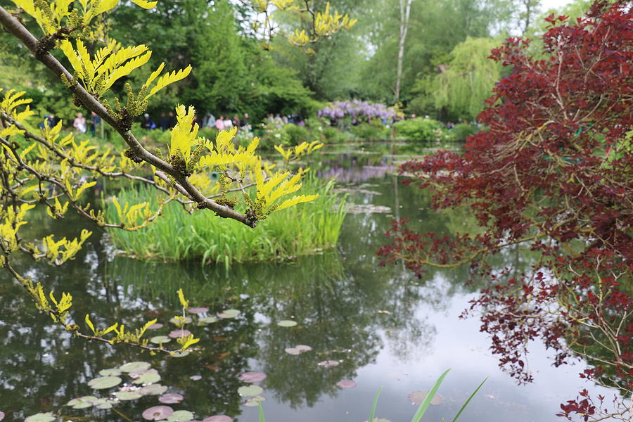 Monet's Garden Pond Photograph by Sandra Kent - Fine Art America