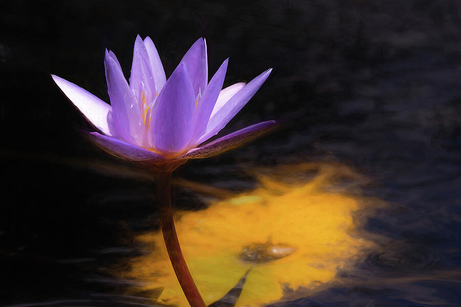 Monets Obsession Photograph by Dodie Ross Monets Obsession Photograph by Dodie Ross