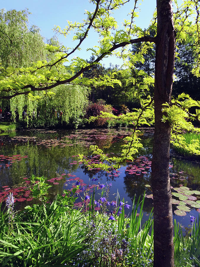 Monets Pond Photograph by Gordon Beck