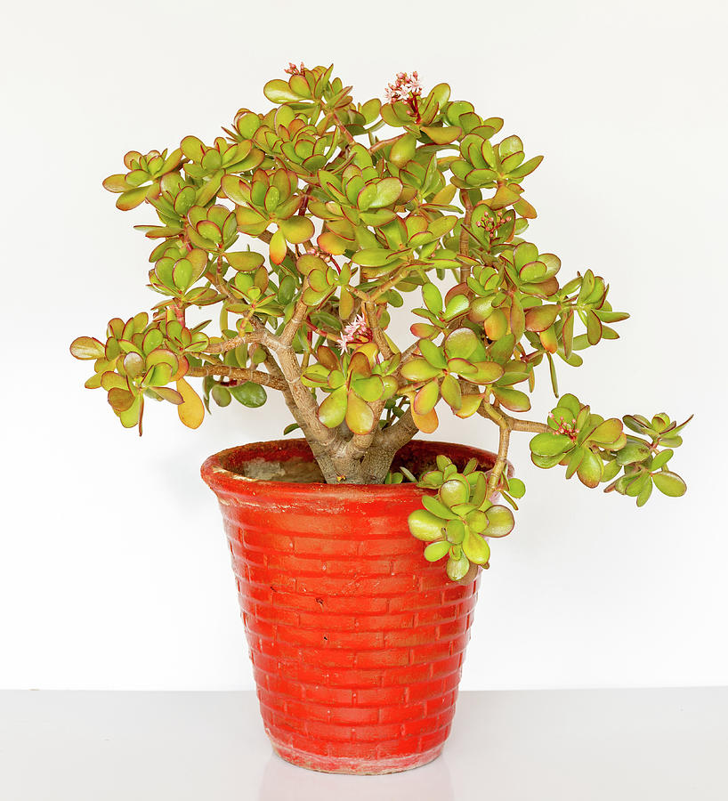 Money tree Crassula Ovata plant in red pot on white isolated background ...