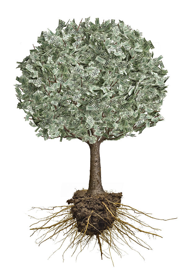 Money tree with roots exposed Photograph by Don Farrall