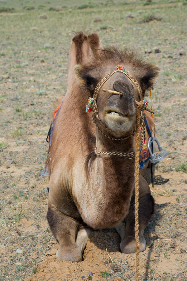 Mongolia: Bactrian Camel in the Gobi Photograph by Goddard_Photography