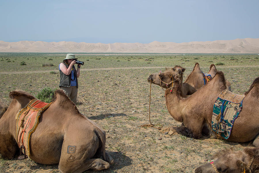 Mongolia: Bactrian Camels in the Gobi Photograph by Goddard_Photography