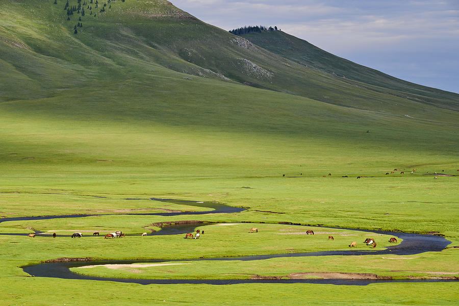 Mongolia, herd in the steppe Photograph by Tuul & Bruno Morandi