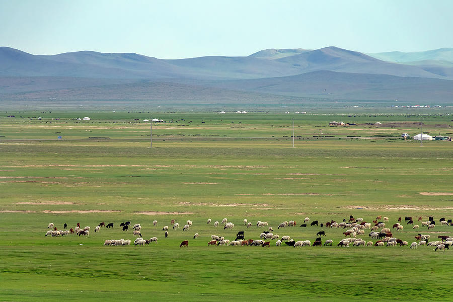 Mongolia landscape with yurts and herds Photograph by Mikhail Kokhanchikov