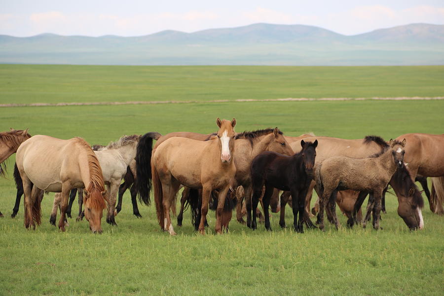 Mongolian Horse Photograph by Otgon-Ulzii