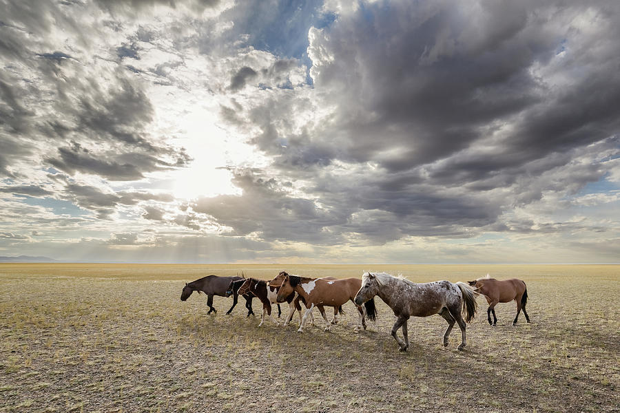 Mongolian Horses, Gobi, 2016 Photograph by Hitendra SINKAR