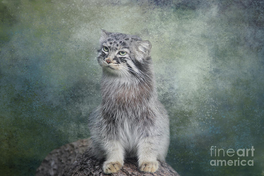 Pallas' Cat Archives - CMZoo