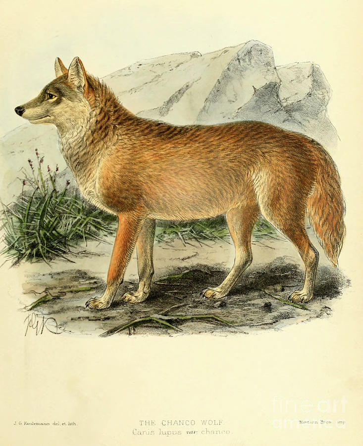 Mongolian wolf Canis lupus chanco c1 Drawing by Historic illustrations