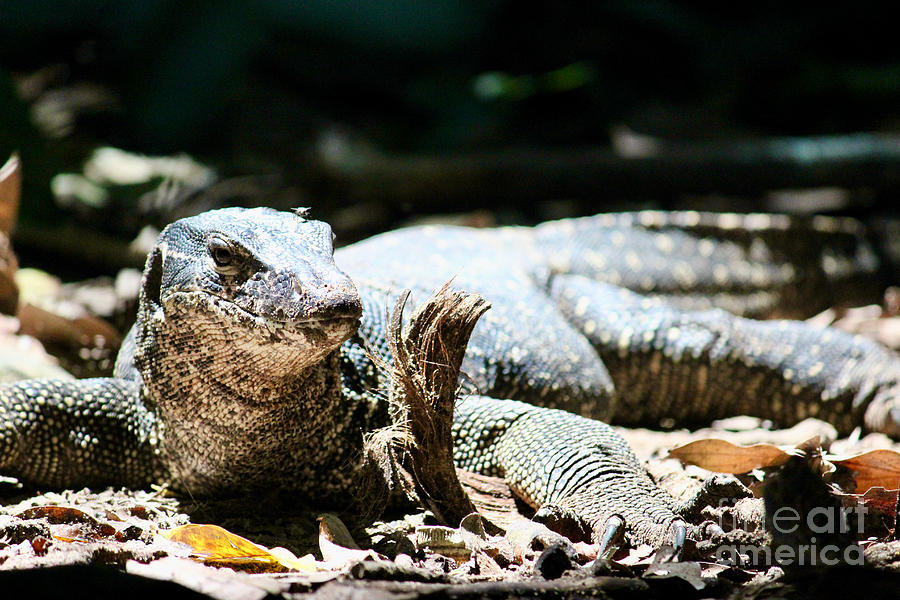 Monitor Lizard Photograph by Wilko van de Kamp Fine Photo Art