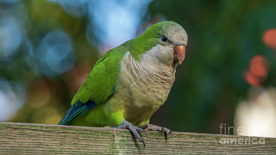 Monk Parakeets Perched on Wood Board Blue and Green Background Cadiz Photograph by Pablo Avanzini