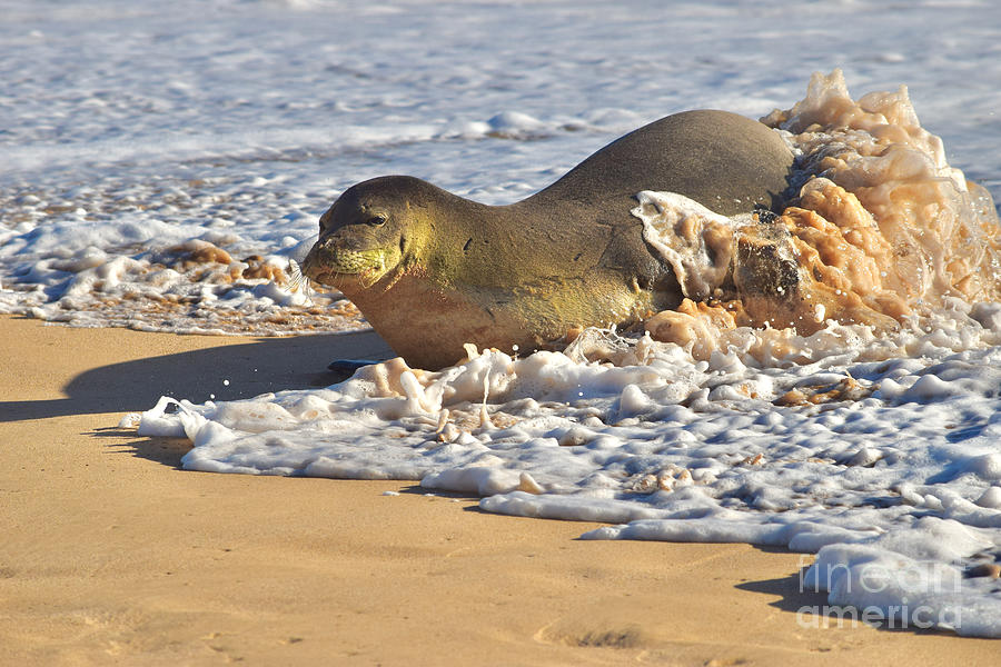 Monk Seal coming Ashore Photograph by Debra Banks