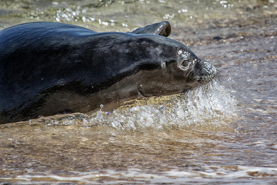 Monk Seal Pup Going With The Flow - Pk1 Photograph
