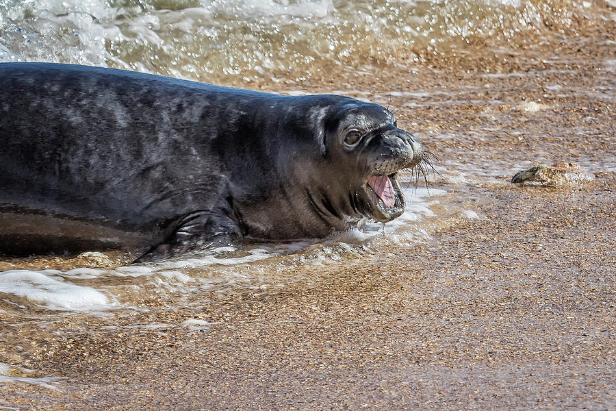 Monk Seal Pup Having Fun, No. 1 - Pk1 Photograph