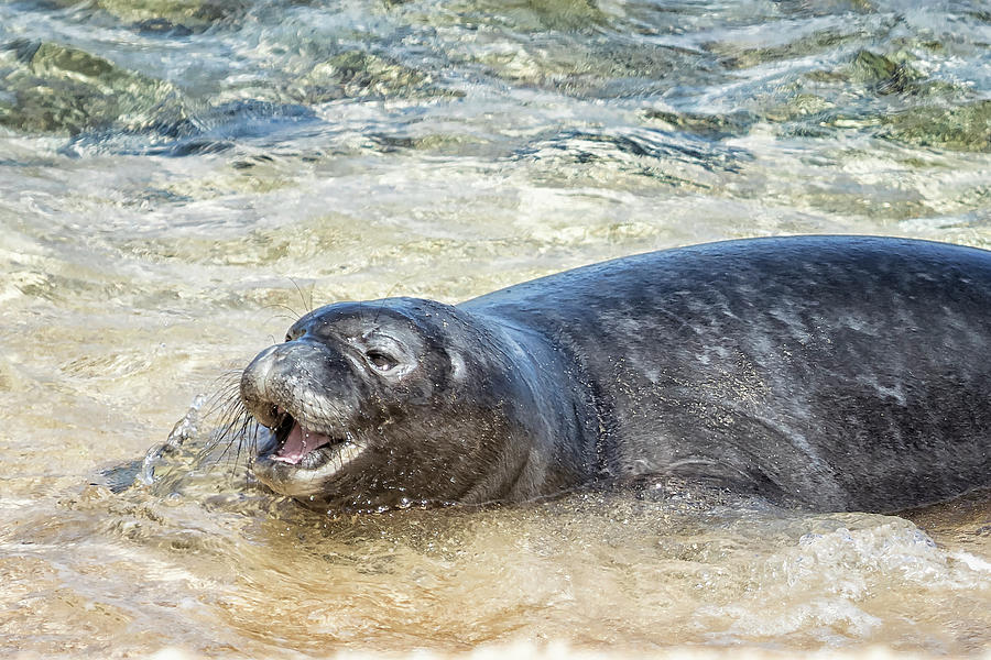 Monk Seal Pup Having Fun, No. 4 - Pk1 Photograph by Belinda Greb