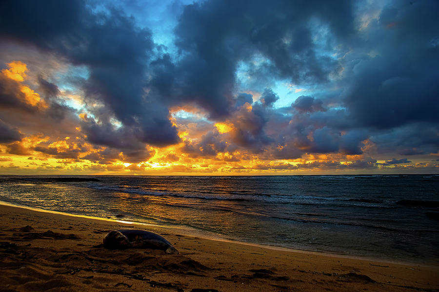 Monk Seal Sunrise Photograph by Anthony Jones