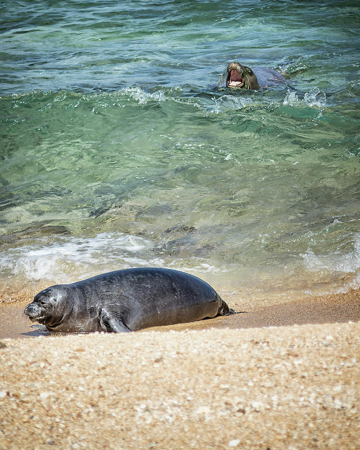 Monk Seals Playing In The Waves - Rb00 And Pk1 Photograph