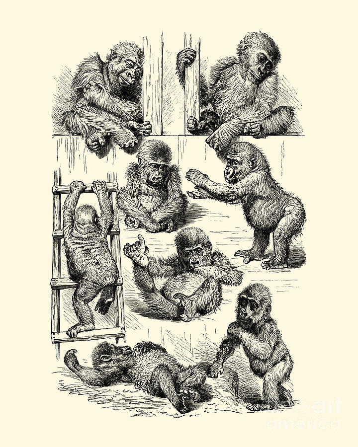 Monkey Digital Art - Monkey babies by Madame Memento