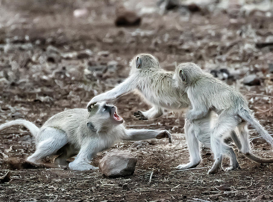 Monkey Business Photograph by Cheryl Strahl