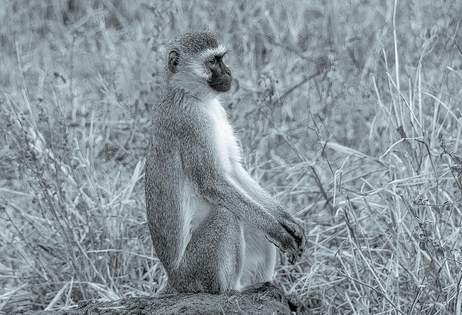 Monkey Business in Tanzania Photograph by Marcy Wielfaert