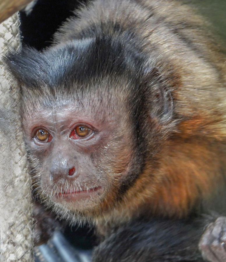 Monkey  Photograph by Dennis Dugan
