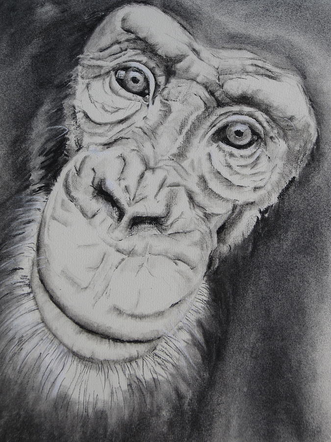 Monkey Face Drawing By Teresa Smith