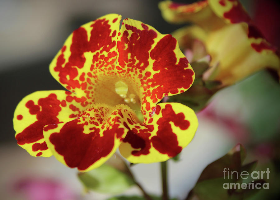 Monkey Flower 1 Photograph by Ross Coleman Monkey Flower 1 Photograph by Ross Coleman