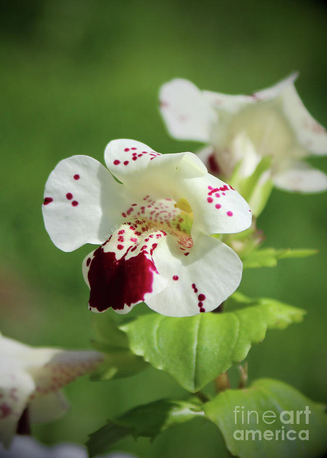 Monkey Flower 3 Photograph by Ross Coleman Monkey Flower 3 Photograph by Ross Coleman