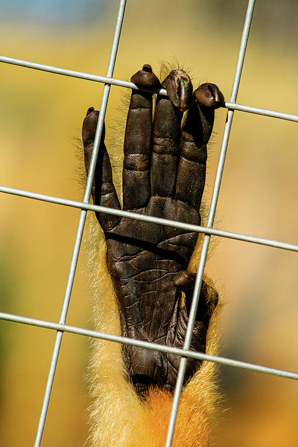 Monkey Haven Hand Photograph by Angela Carrion Photography