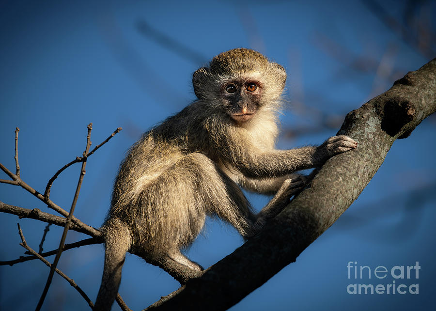 Monkey In A Tree Photograph