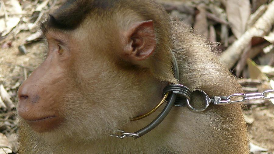 Monkey in captivity Photograph by Robert Bociaga