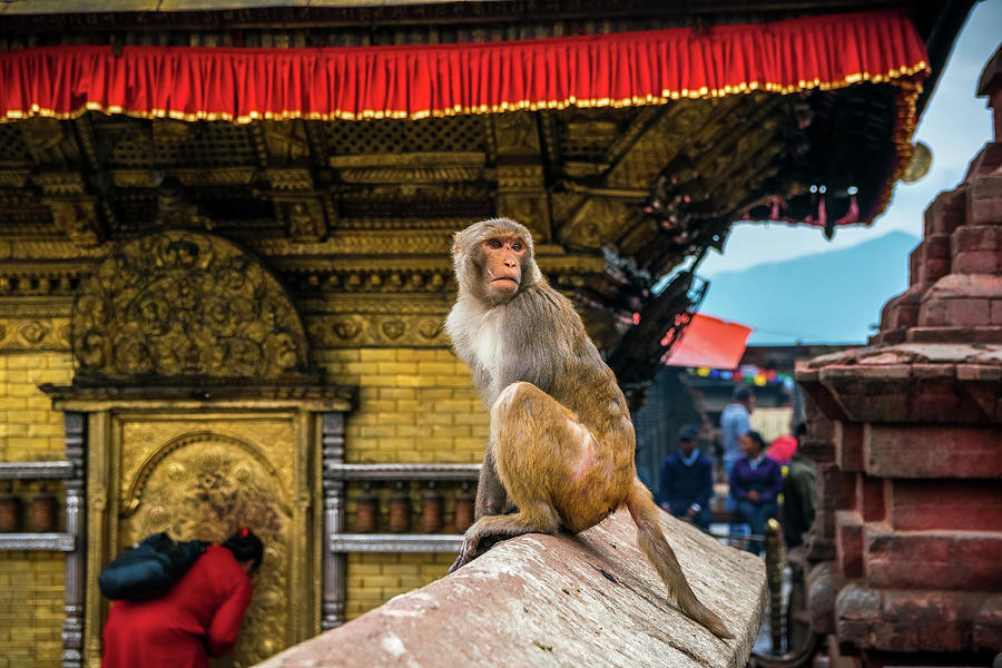 Страна обезьян. Обезьяний храм. Манки Темпл. Monkey Temple Kathmandu. Страна обезьян Уфа