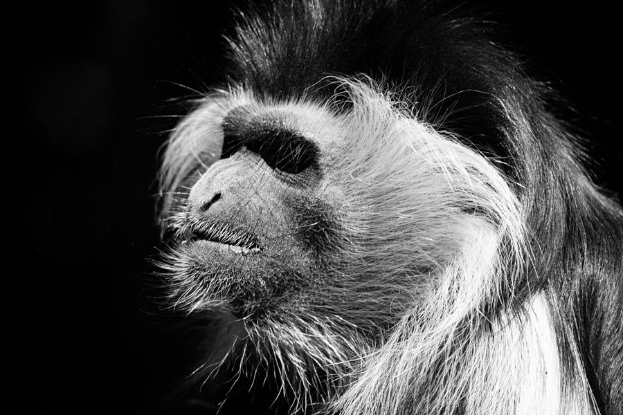 Monkey in Profile Photograph by Bonny Puckett