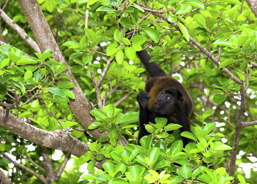 Monkey in Tree Looking Up  in Costa Rica Photograph by Darryl Brooks