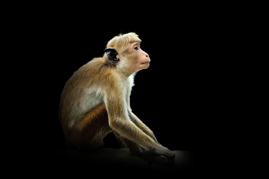 Monkey isolated on black background Photograph by Volodymyr Burdiak