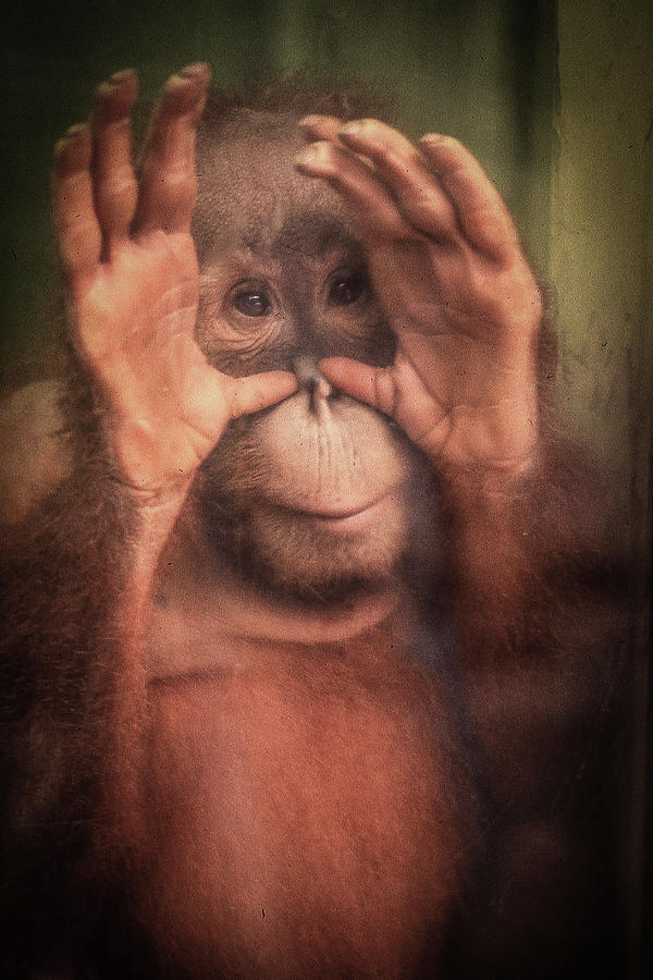 Monkey Photograph by Jim Mathis