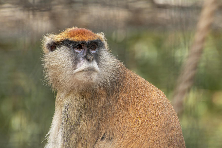 Monkey Looking Over Its Shoulder Photograph