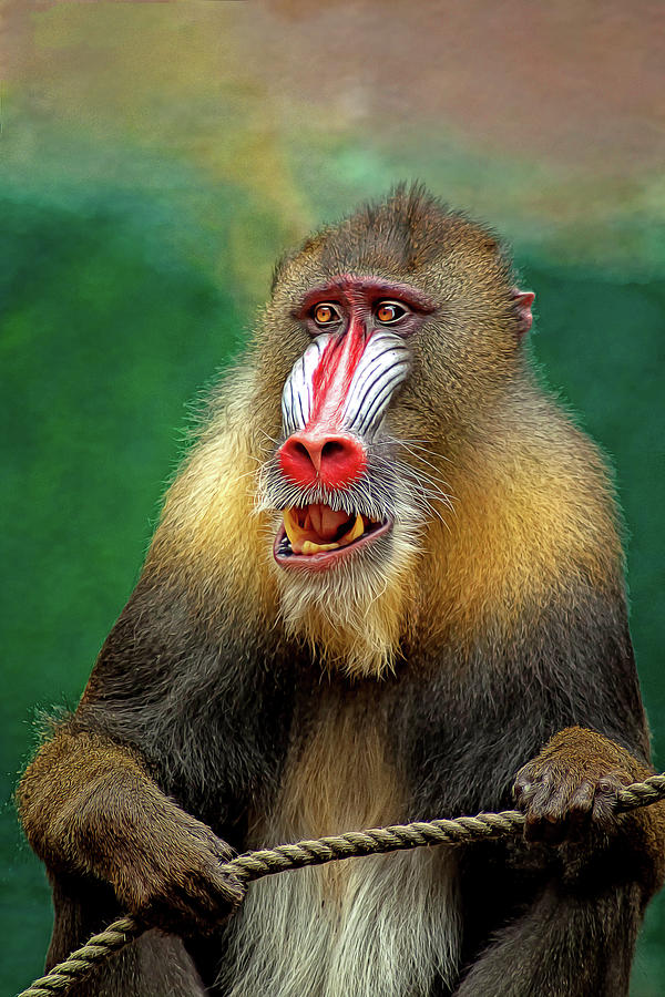 oil paintings of monkeys