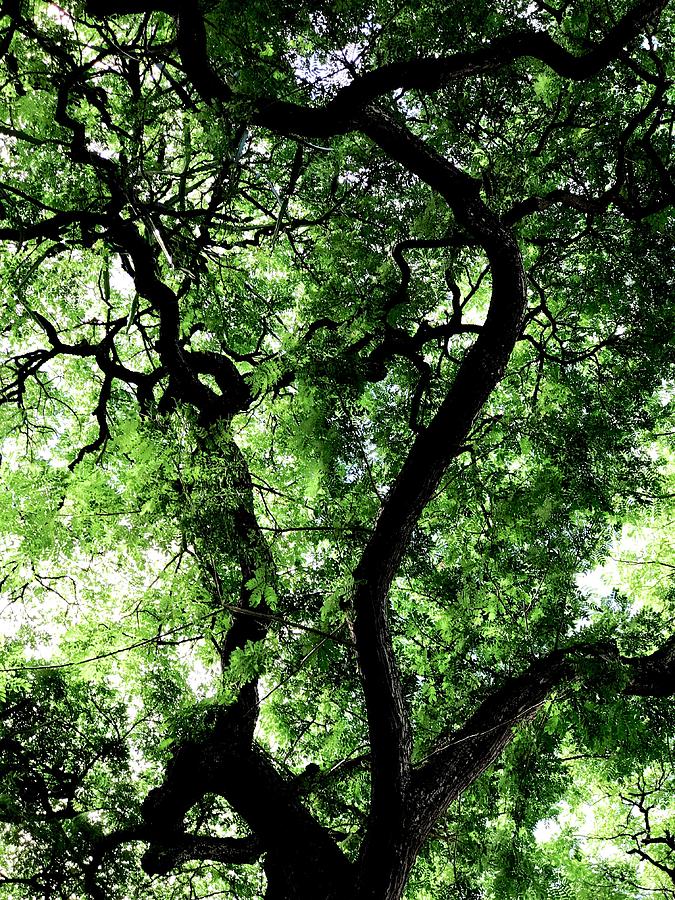 Monkey Pod Tree Hawaii Photograph By Matt Gragg Fine Art America   Monkey Pod Tree Hawaii Matt Gragg 